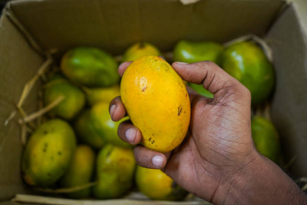 Freshly harvested mangoes packed in box