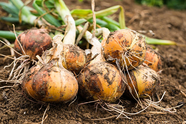 Freshly dug onion bulbs on the ground