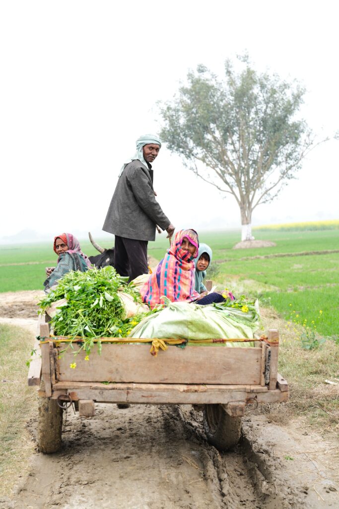 Organic Vegetable
